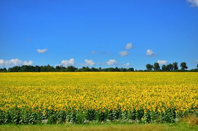 Scenic view of oilseed rape field against sky
