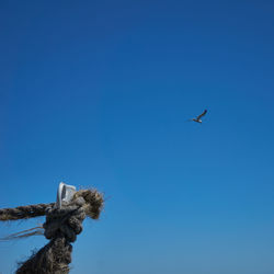 Low angle view of bird flying against clear blue sky