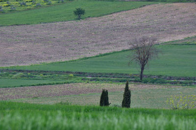 Scenic view of grassy field