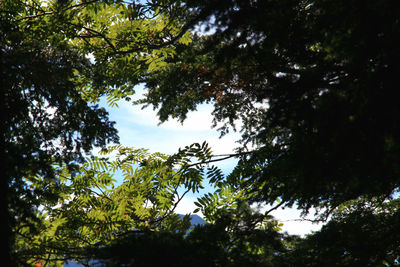 Low angle view of trees against sky