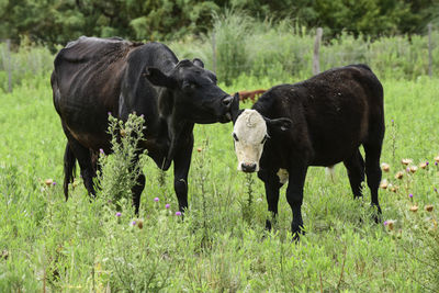 Cows grazing on field