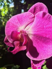 Close-up of pink flower blooming outdoors