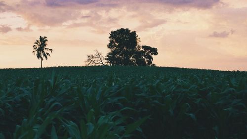 Plants growing on field against sky during sunset