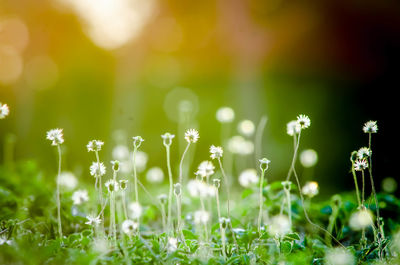 Close-up of dandelion