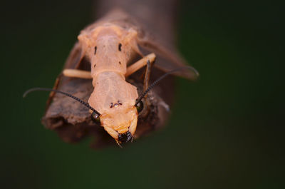 Close-up of insect