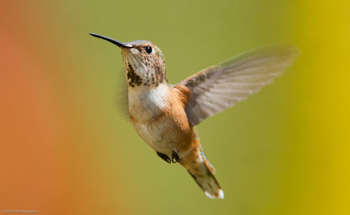 Allen hummingbird flying outdoors