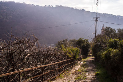 Road amidst plants and trees against sky