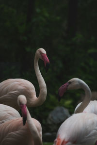 Close-up of bird