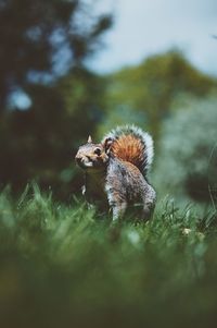 Surface level view of squirrel on grassy field