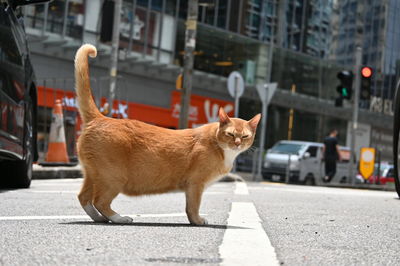 Cat standing on street