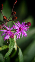 Close-up of purple flowers blooming outdoors