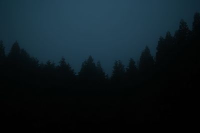 Trees against clear sky at night