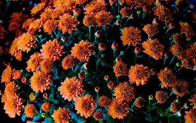 Full frame shot of flowering plants