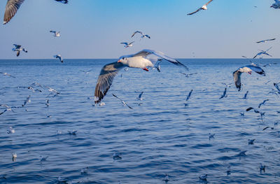 Seagulls flying over sea against sky