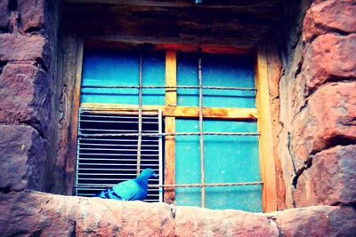 Close-up of bird against blue window