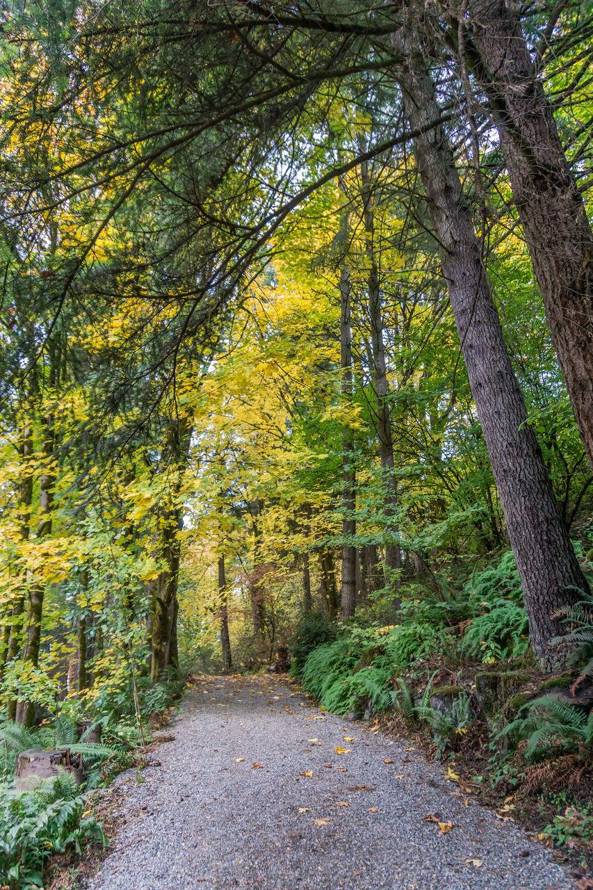 ROAD AMIDST PLANTS IN FOREST