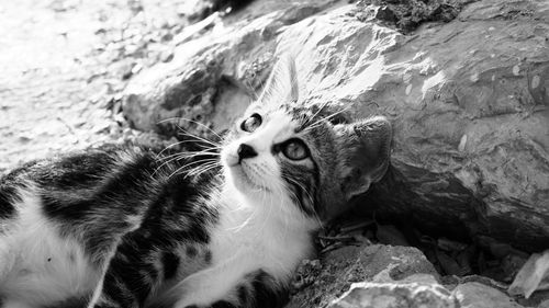 High angle view of cat on rock