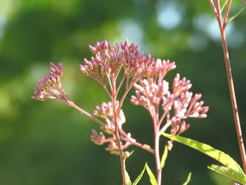 Close-up of pink flowering plant