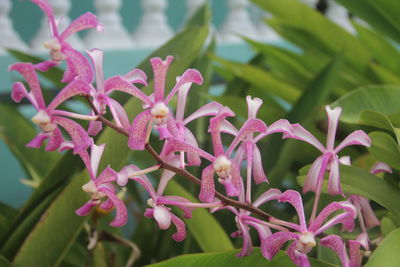 Close-up of pink flowers blooming outdoors