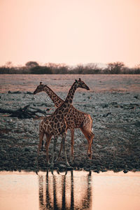 View of giraffe in water against sky during sunset
