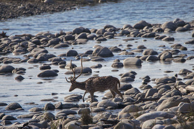 Spotted deer crossing river