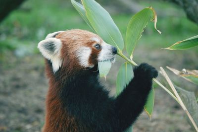 Close-up of red panda