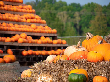 Stack of pumpkins for sale at market stall