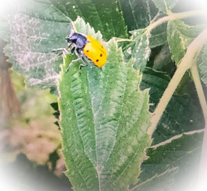 Close-up of insect on leaf