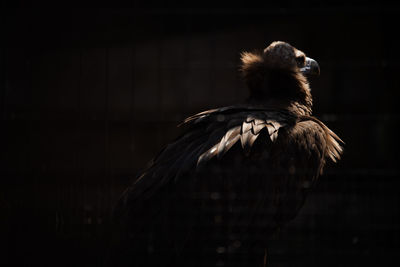 Close-up of vulture at zoo