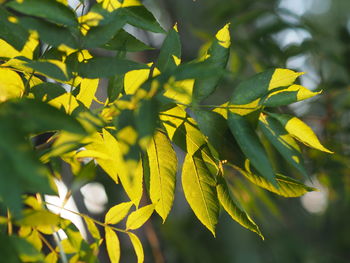 Close-up of yellow leaves