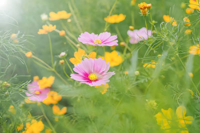 Close-up of yellow flowering plants on field