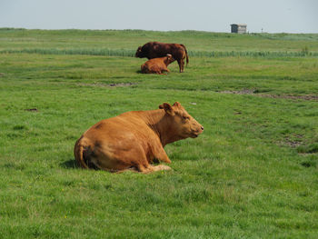 Hallig hooge in the north sea