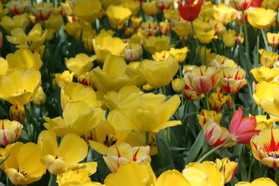 Close-up of yellow flower