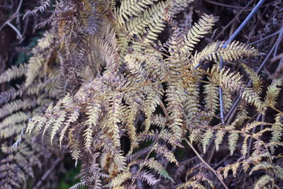 Full frame shot of dried fern leaves