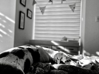 Photo of dog sleeping on bed at home