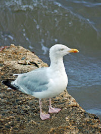 Close-up of seagull perching on shore