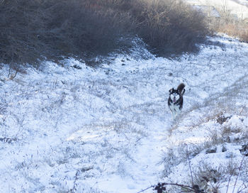 snow