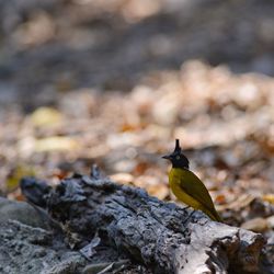 Close-up of bird on rock