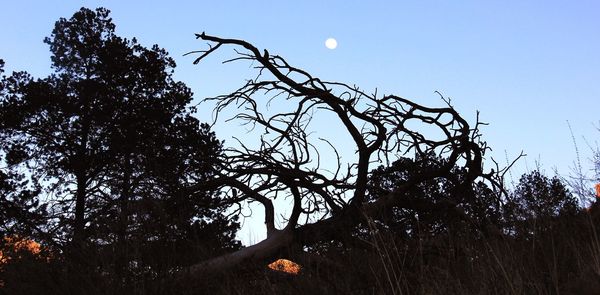 Low angle view of silhouette tree against sky at night