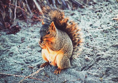 Close-up of squirrel sitting and eating 