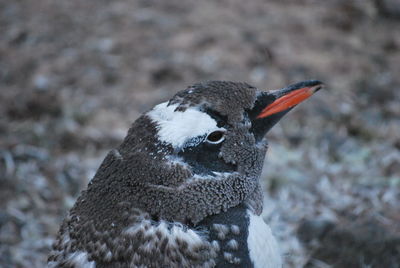 Magic nature in antarctic