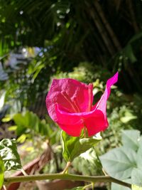 Close-up of pink flower blooming outdoors