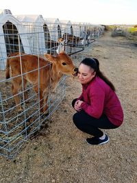 Calf licking woman cheeks through cage