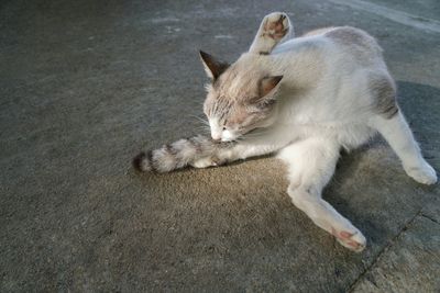 High angle view of cat relaxing in city