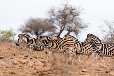 Zebras and zebra on field