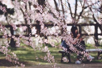 Close-up of flowers on tree