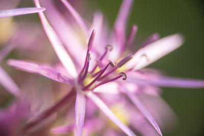 Close-up of pink crocus flower