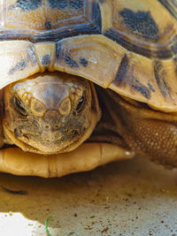 Close-up of turtle