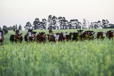 People in field