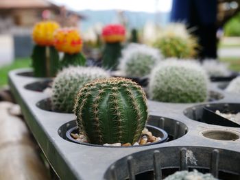 Close-up of succulent plant cactus flower